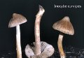 Inocybe curvipes-amf1056